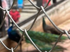 -广东茂名森林公园