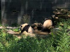 -中国大熊猫保护研究中心雅安碧峰峡基地