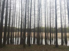 -昆山城市生态森林公园