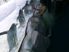 -芜湖新华联大白鲸海洋公园