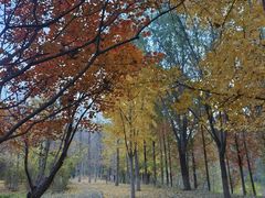 -大兴滨河森林公园