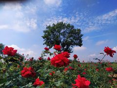 -武汉紫薇都市田园