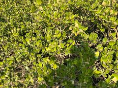 -北海金海湾红树林生态旅游区