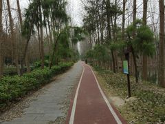 -合肥滨湖国家森林公园