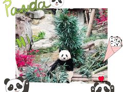 -成都大熊猫繁育研究基地