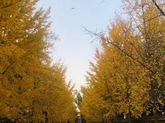 -圆明园停车场