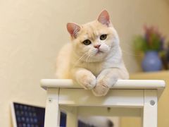 -十年猫舍·猫咪专门店(普陀店)