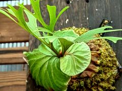 -国家植物园南园