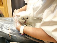 -屋虎猫馆(宝安大仟里店)