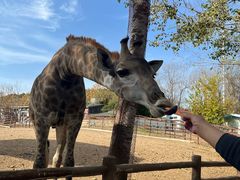 -大连森林动物园