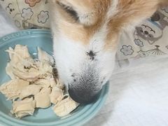 -美联众合动物医院·24h转诊中心
