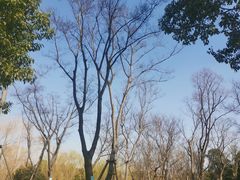 -九科绿洲
