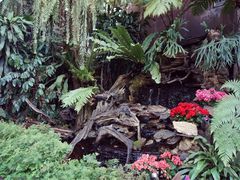 -Fern Forest Cafe