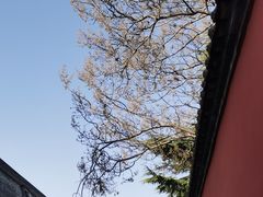 -西安市广仁寺