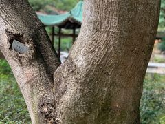 -九龙公园