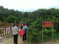 -从化深英荔枝黄皮龙眼采摘园