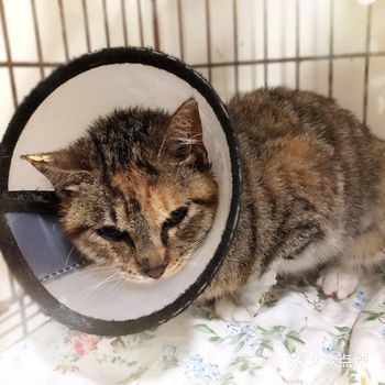 大家可怜它小小年纪吃了这么多苦