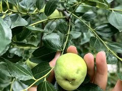 -大岭沟猕猴桃谷风景区