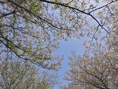 -天王浮山樱花园