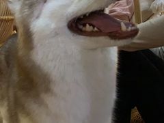 -Husky Go! 哈士奇体验馆·宠物咖啡厅狗咖