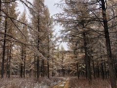 -塞罕坝国家级自然保护区