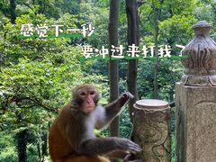-黔灵山公园