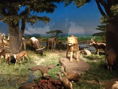 -国家自然博物馆