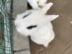 -杨柳青庄园