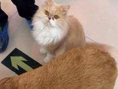 -平行世界·猫咖(首经贸店)