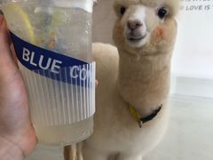-Blue Concept Cafe&Farm·關於藍
