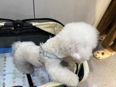 -BABIT巴比特宠物(MOMOPARK店)