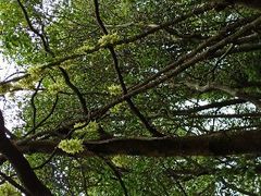 -火炉山森林公园