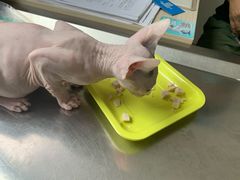 -派美特宠物医院·核磁CT·骨科肿瘤·疑难转诊(沈农禾丰店)