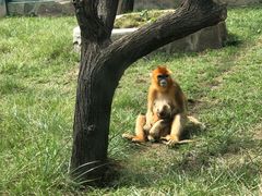 -西安秦岭野生动物园