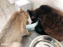 -喵屿·大理花园猫咖