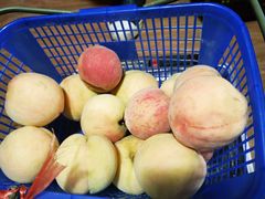 -南汇新场正宗水蜜桃采摘