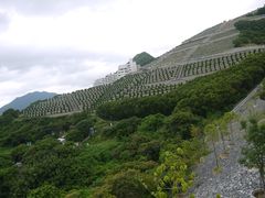-黄家驹墓