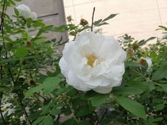 -南通博物苑-崇川人民公园