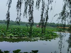 -白洋淀风景区