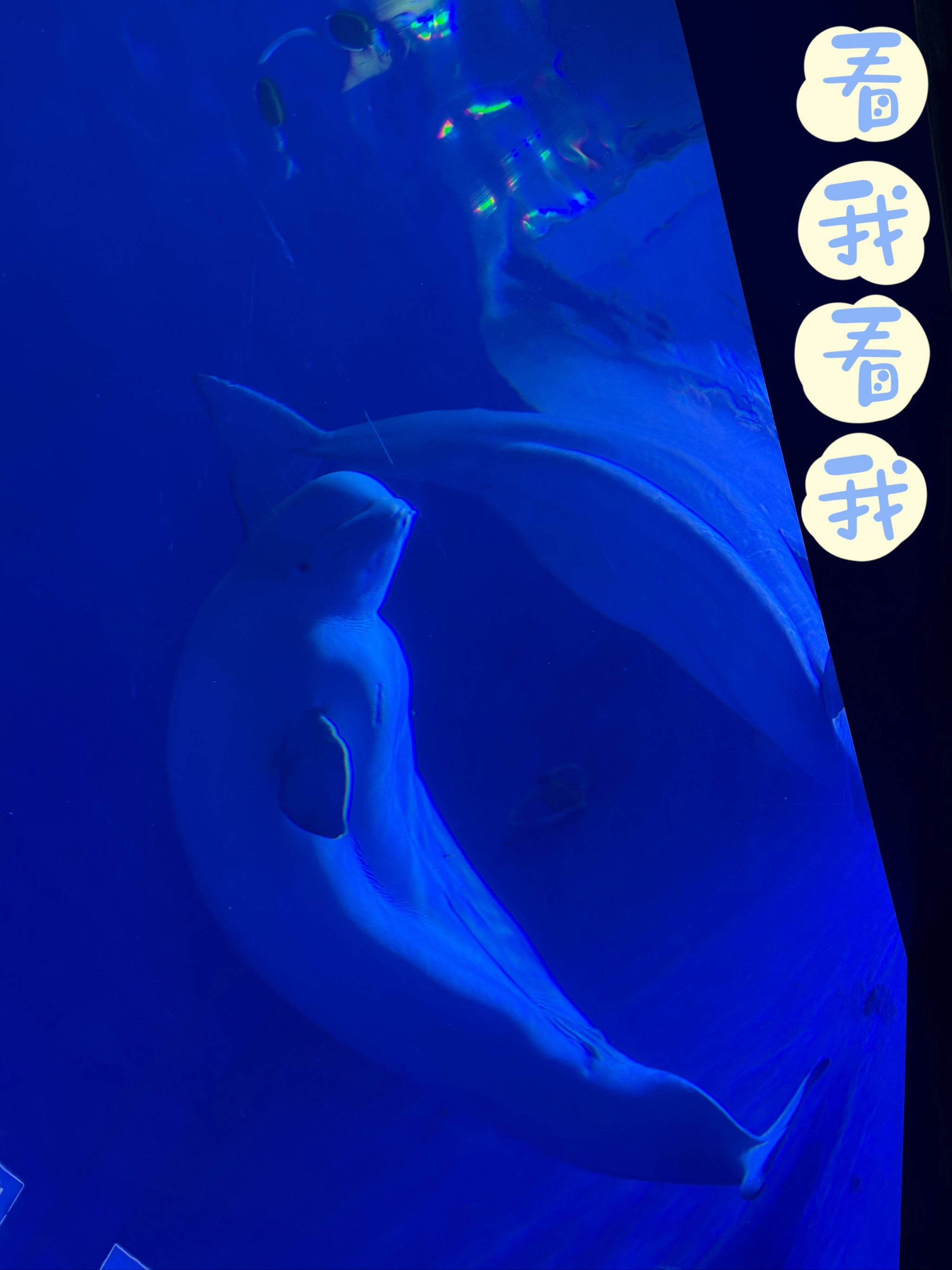 白鲸宝宝真可爱