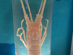 -上海海洋大学鱼文化博物馆(军工路校区)