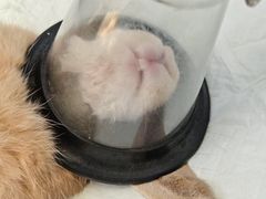 -美美宠物诊疗中心·异宠·骨科(滨江东信分院)