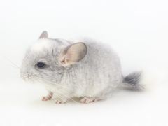 -龙猫仔乐园(惠福东路店)