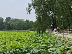 -莲花池公园