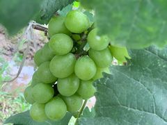 -马陆小张葡萄园农家乐