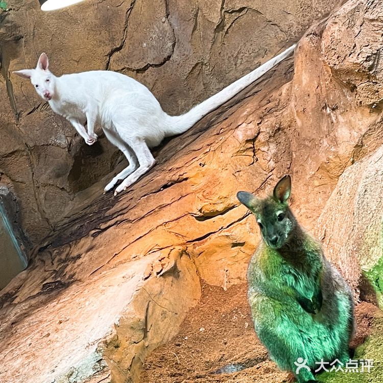 Zoolung zoolung史上最强攻略💕💕💕