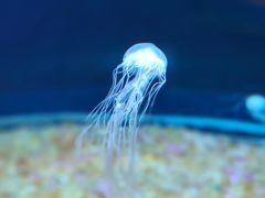 -欢乐海岸海洋奇梦馆