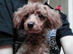 -太原东方动物医院(小店分院)