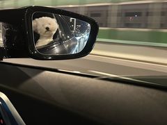 -翊宠yipet猫狗购宠庄园犬舍•猫舍