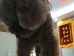 -全心全意连锁动物医院·微创中心·内科急重症·心脏专科(丰管路店)